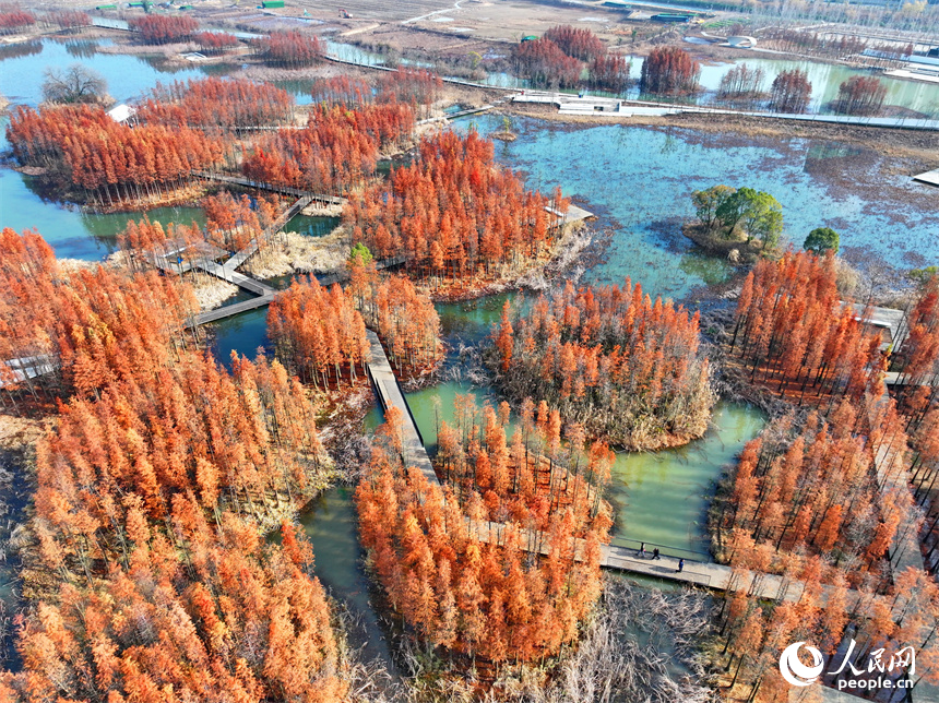 南昌市魚尾洲濕地公園水杉林立、色彩斑斕，冬日美景吸引許多游客前來游玩休憩。人民網 朱海鵬攝