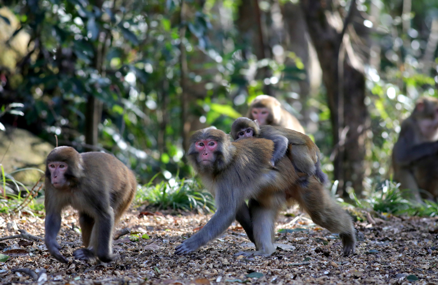 猕猴在山林间打闹嬉戏。何贱来摄
