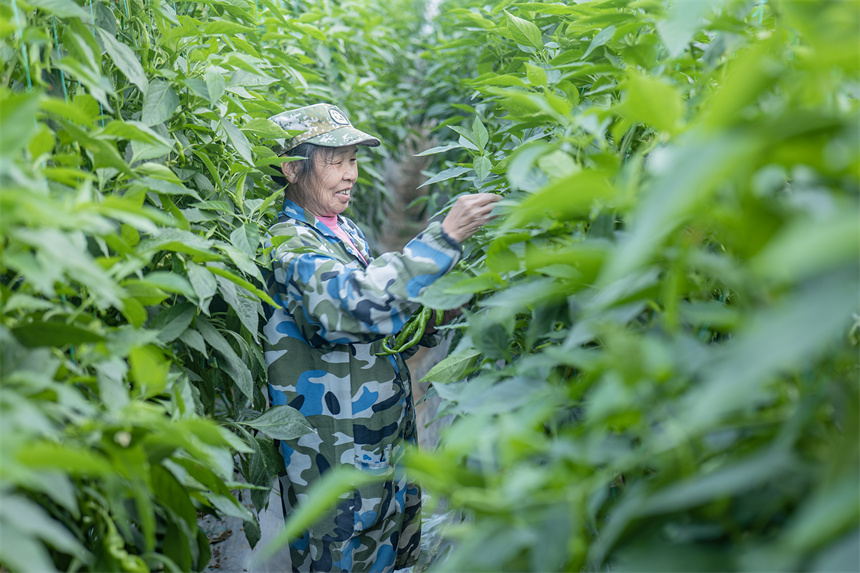 农户们趁着晴好天气采摘辣椒。李正润摄