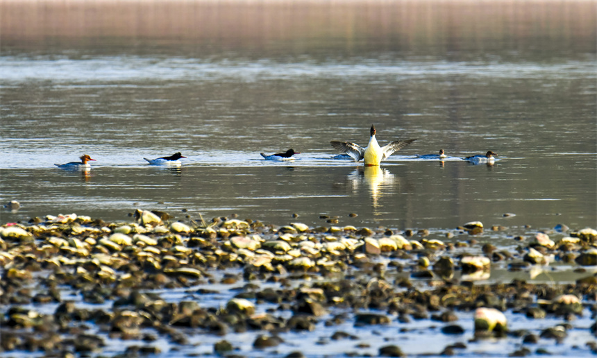 中华秋沙鸭在水中栖息。 张新民摄