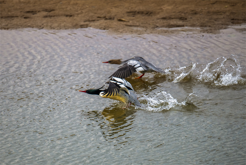中华秋沙鸭在水面嬉戏。张新民摄