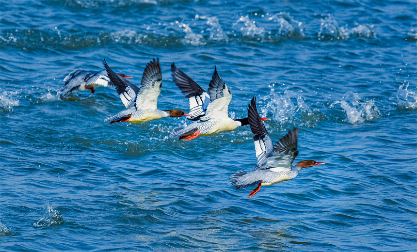 中华秋沙鸭掠过水面。张新民摄