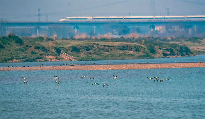 中秋秋沙鸭掠过水面，不远处，一列高铁急驰而过。张新民摄