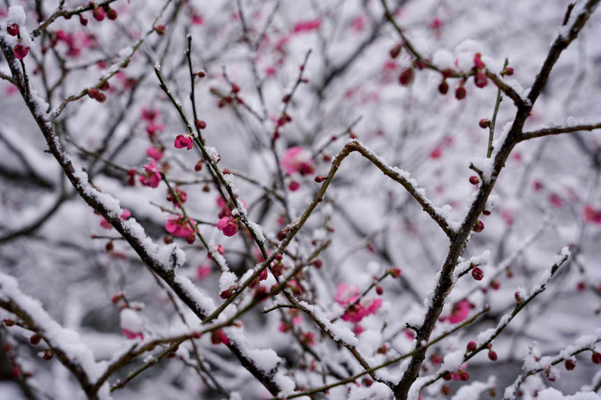 雪中的梅花。程虹摄
