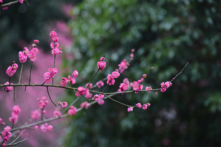 朵朵梅花枝頭盛開，美不勝收。呂春華攝