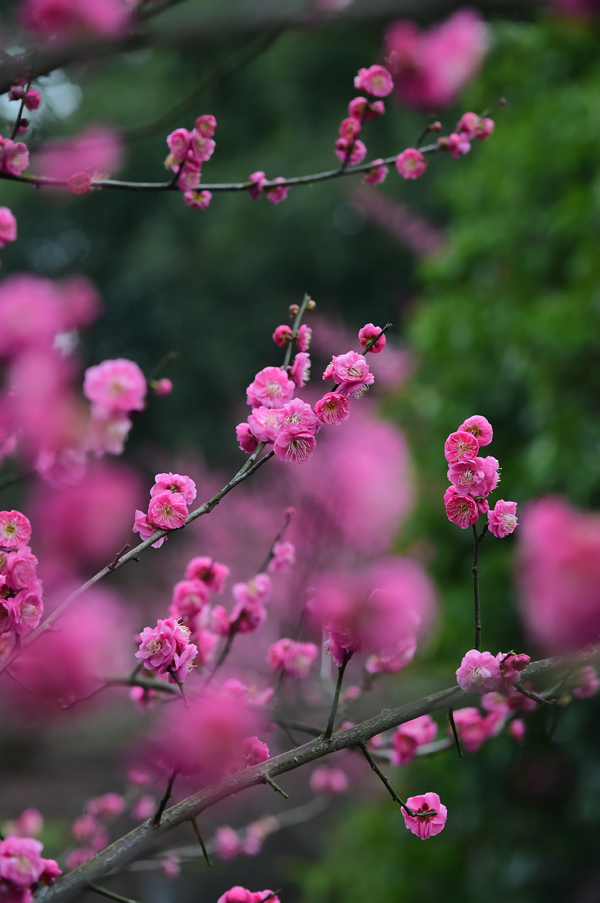 朵朵梅花枝頭盛開，美不勝收。呂春華攝