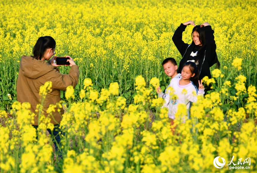 贛州市興國縣埠頭鄉，田間油菜花競相綻放，鄉村美景映入眼帘。人民網 朱海鵬攝