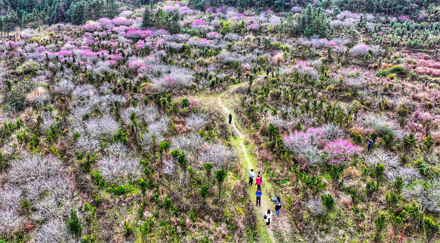 江西省贛州市全南縣南逕鎮黃雲村梅園內的梅花綻放。尹其奇攝