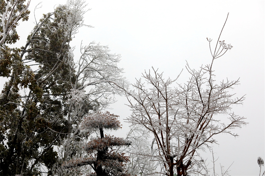 彭泽县双峰尖国家级森林公园出现了雾凇冰挂景观。彭琴摄