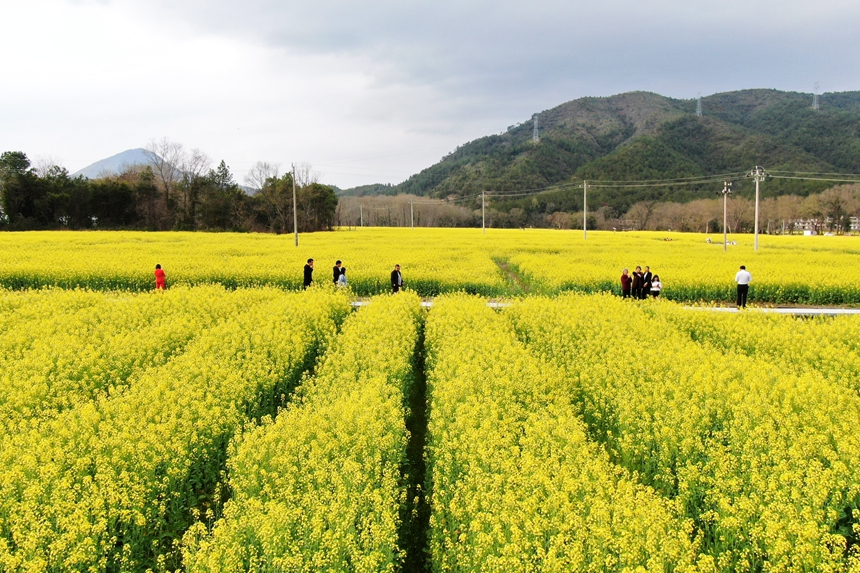 江西省贛州市會昌縣西江鎮千畝油菜花競相綻放。劉兆春攝