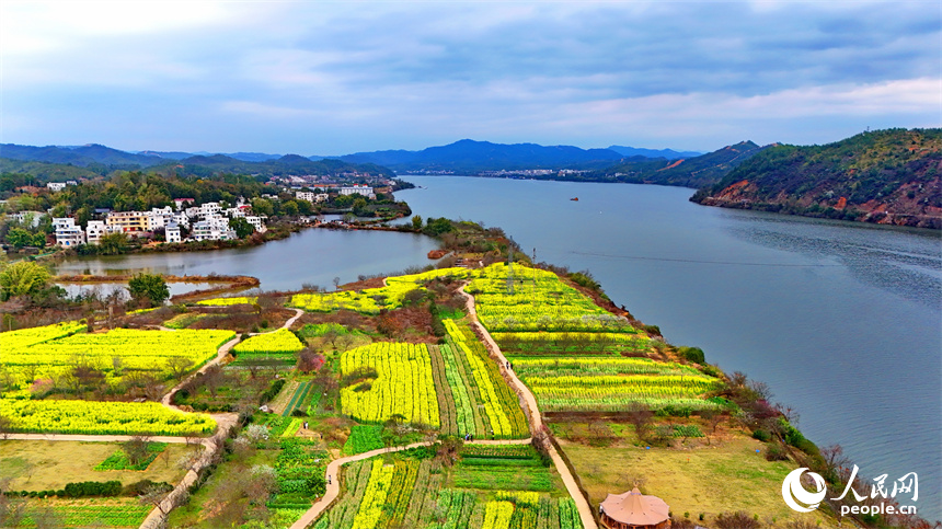 贛州市贛縣區湖江鎮洲坪村，連片的彩色油菜花盛開，吸引許多游客前來觀賞游玩。人民網 朱海鵬攝