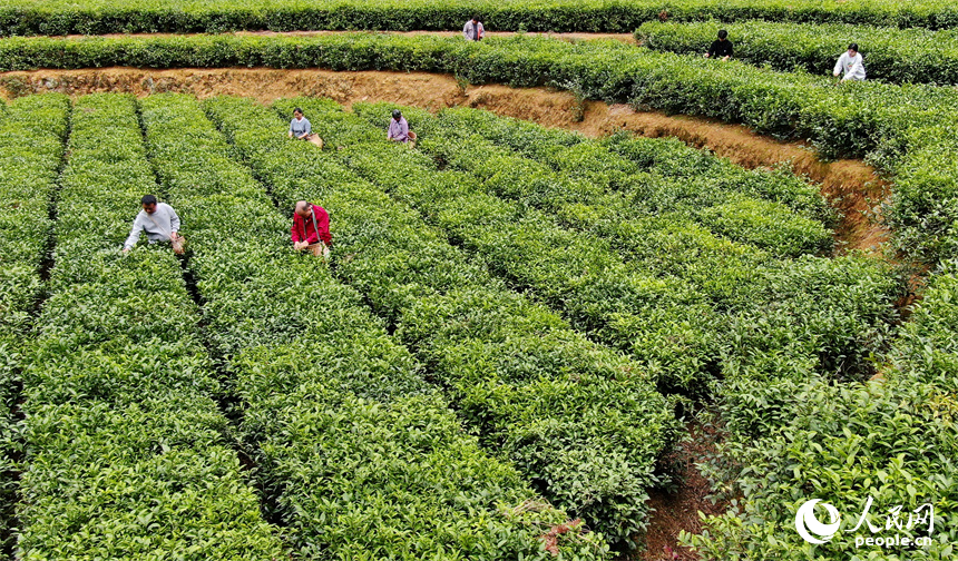 赣州市定南县天九镇新坳村茶园，茶农穿行在一垄垄茶树间采摘春茶。人民网 朱海鹏摄