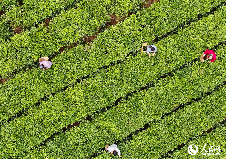 赣州市定南县天九镇新坳村茶园，茶农穿行在一垄垄茶树间采摘春茶。人民网 朱海鹏摄