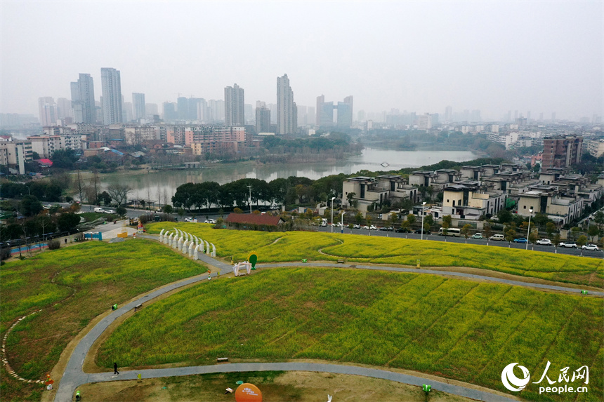 江西南昌马兰圩湿地公园内的油菜花绽放，景色怡人。 人民网记者 时雨摄