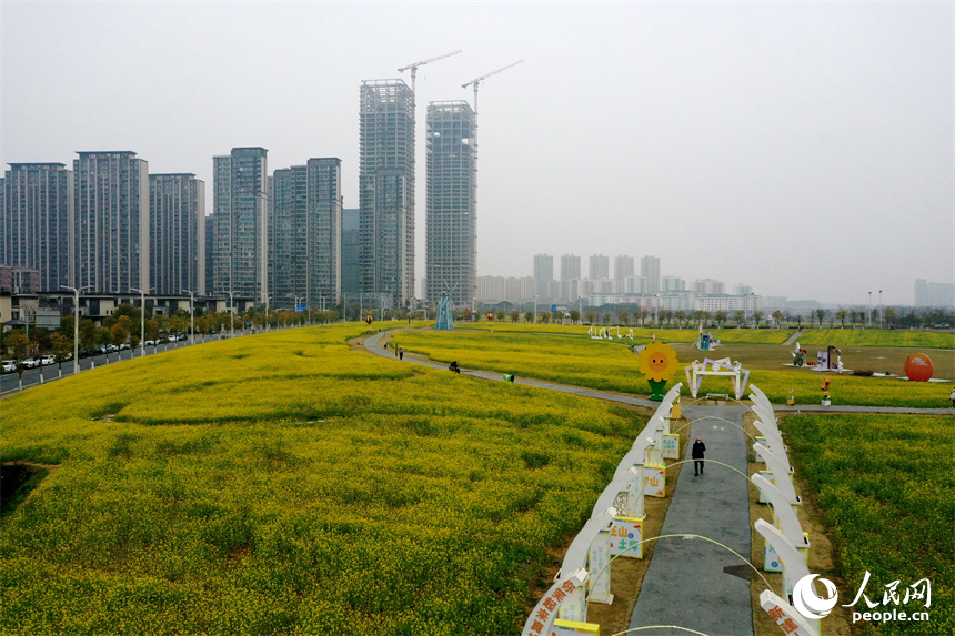 江西南昌馬蘭圩濕地公園內的油菜花綻放，景色怡人。 人民網記者 時雨攝