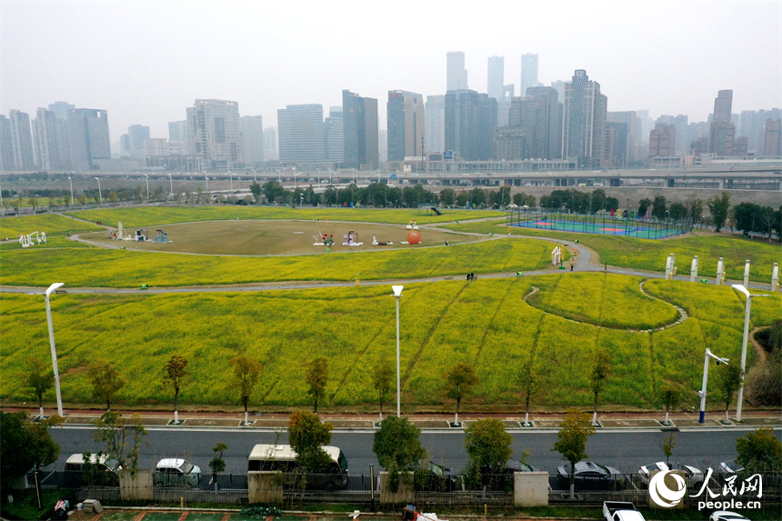 江西南昌馬蘭圩濕地公園內的油菜花綻放，景色怡人。 人民網記者 時雨攝