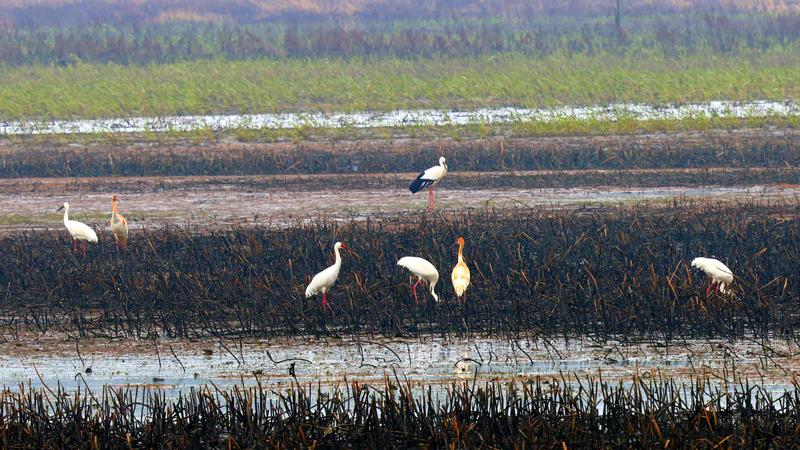 白鹤、东方白鹳等珍禽首次现身鄱阳湖老虎圩内。受访者供图