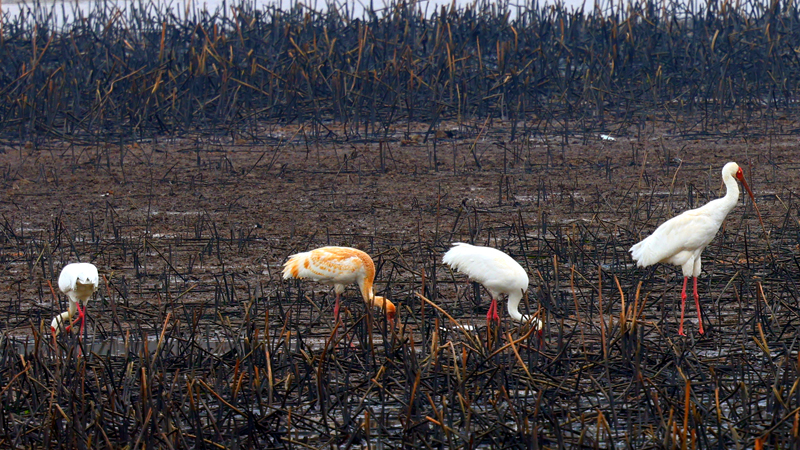 白鹤、东方白鹳等珍禽首次现身鄱阳湖老虎圩内。受访者供图