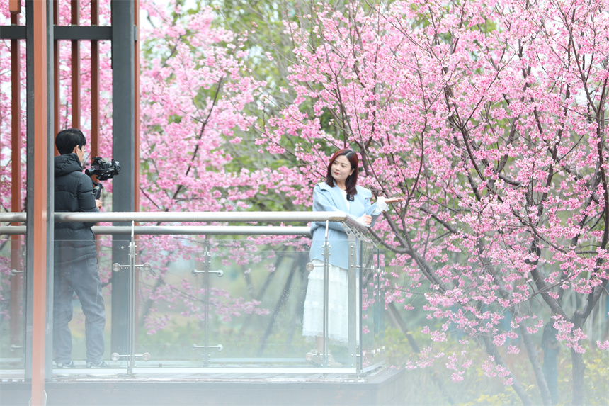 游人在櫻花樹前賞花拍照。胥喆茜攝