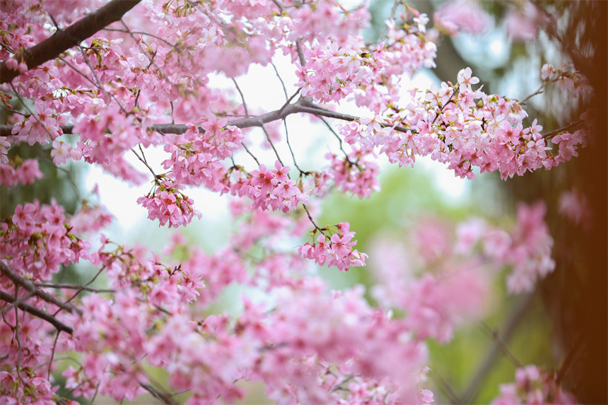 嬌艷欲滴的櫻花綻放在枝頭。胥喆茜攝