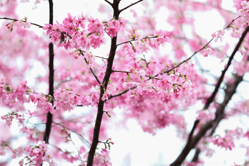 嬌艷欲滴的櫻花綻放在枝頭。胥喆茜攝