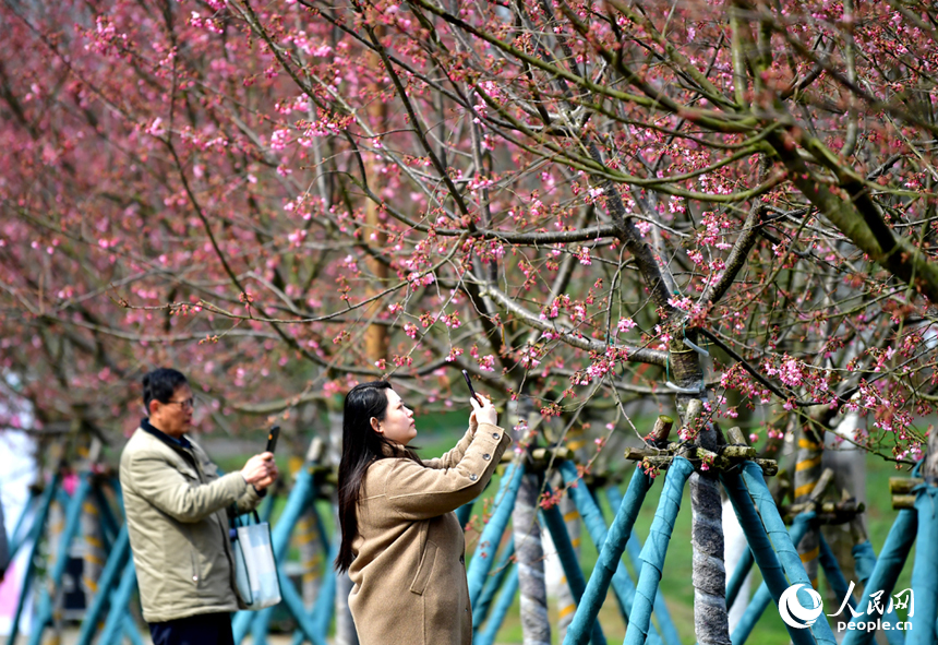春暖花开，游客们在南昌县凤凰沟赏花拍照。 人民网记者 时雨摄