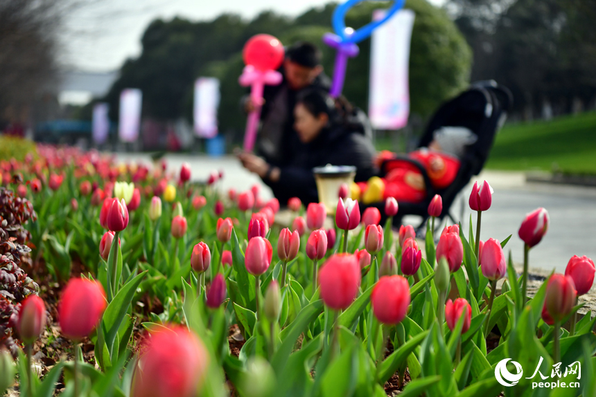 春暖花开，游客们在南昌县凤凰沟赏花拍照。 人民网记者 时雨摄