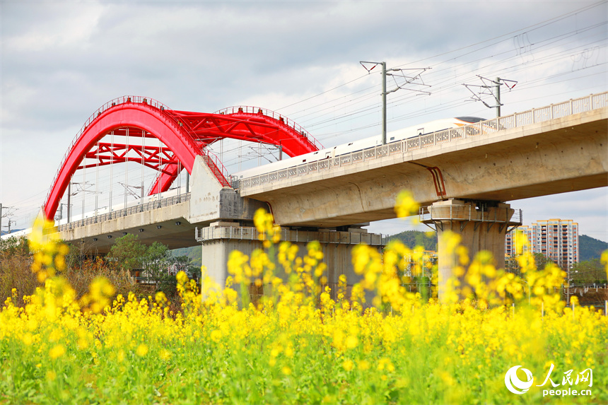 高铁列车从赣州龙南特大桥疾驰而过，沿线油菜花开美如画。人民网 朱海鹏摄