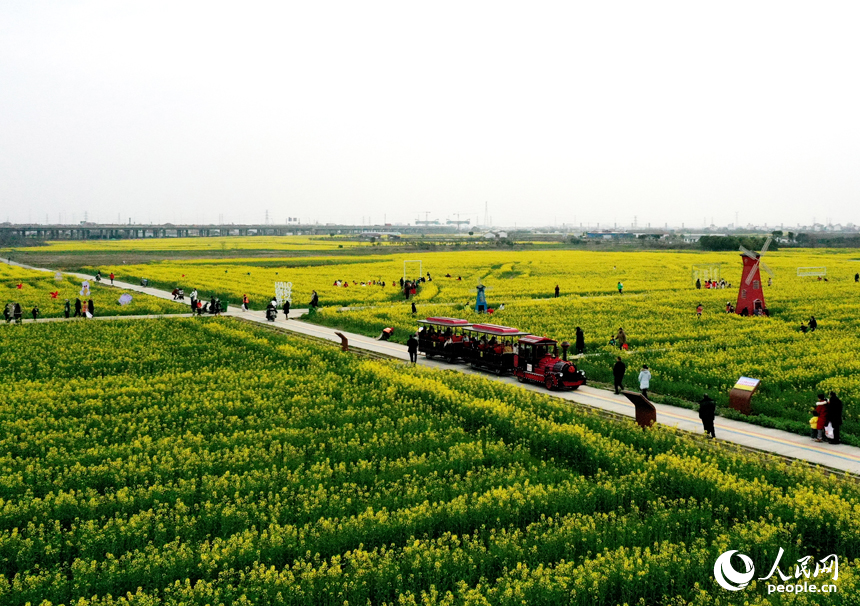 江西省南昌县银三角浒南村千余亩的油菜花盛开，迎来大批游客观赏。 人民网记者 时雨摄