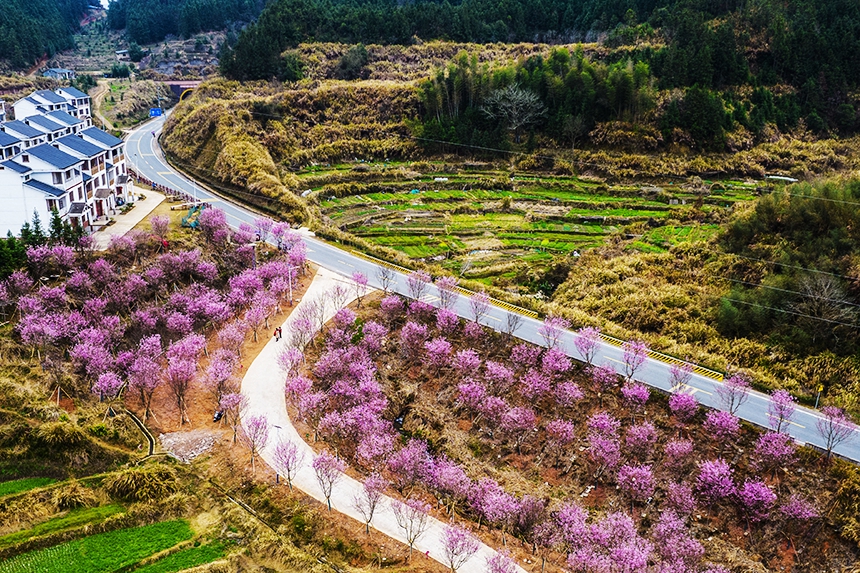 随着气温回升，江西省抚州市资溪县鹤城镇长兴村的樱花次第绽放，春色满园。吴志贵摄