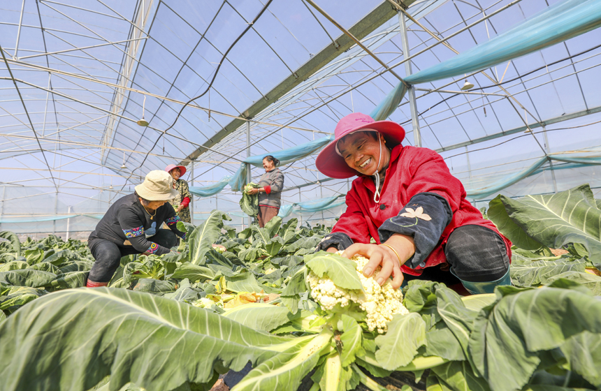 3月12日，江西省抚州市南丰县洽湾镇长岭村蔬菜大棚基地，村民正在采收西蓝花。谢东摄