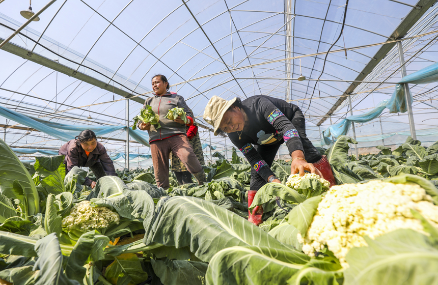 村民正在採收西藍花。謝東攝