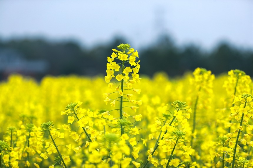 江西省共青城市江益鎮躍進村400余畝油菜花競相開放。潘成攝