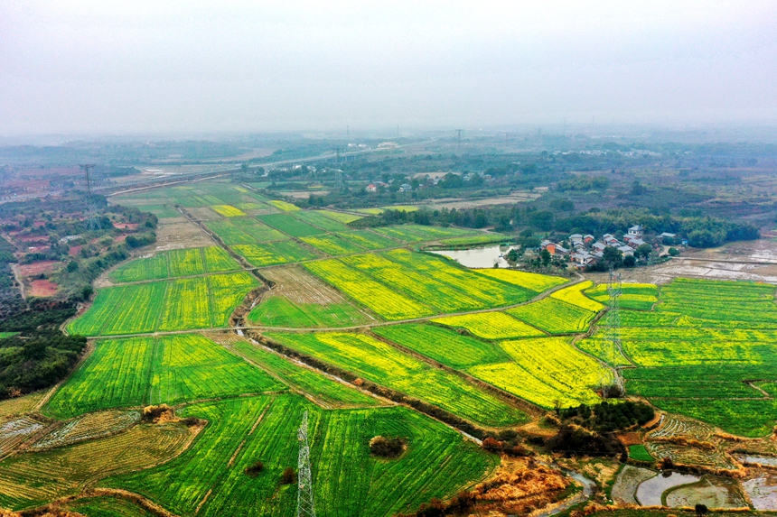 江西省共青城市江益鎮躍進村400余畝油菜花競相開放。潘成攝