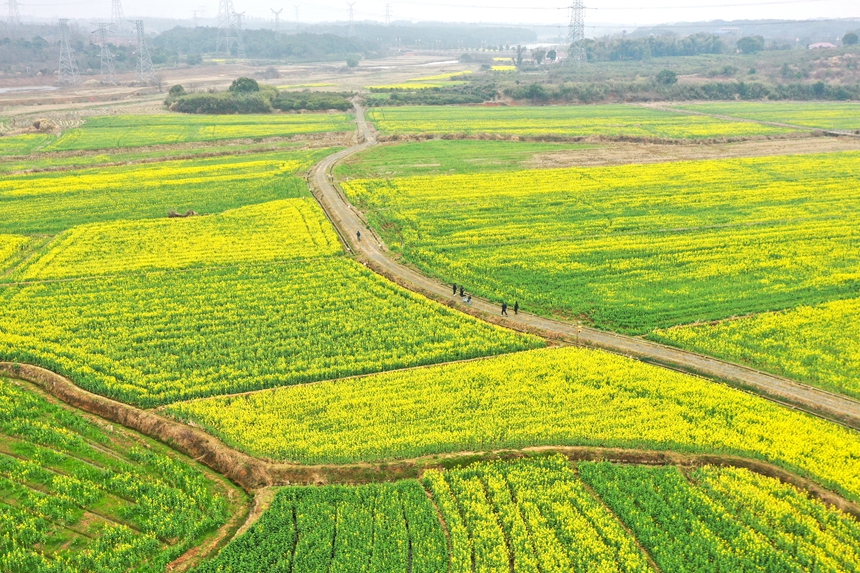 江西省共青城市江益鎮躍進村400余畝油菜花競相開放。潘成攝