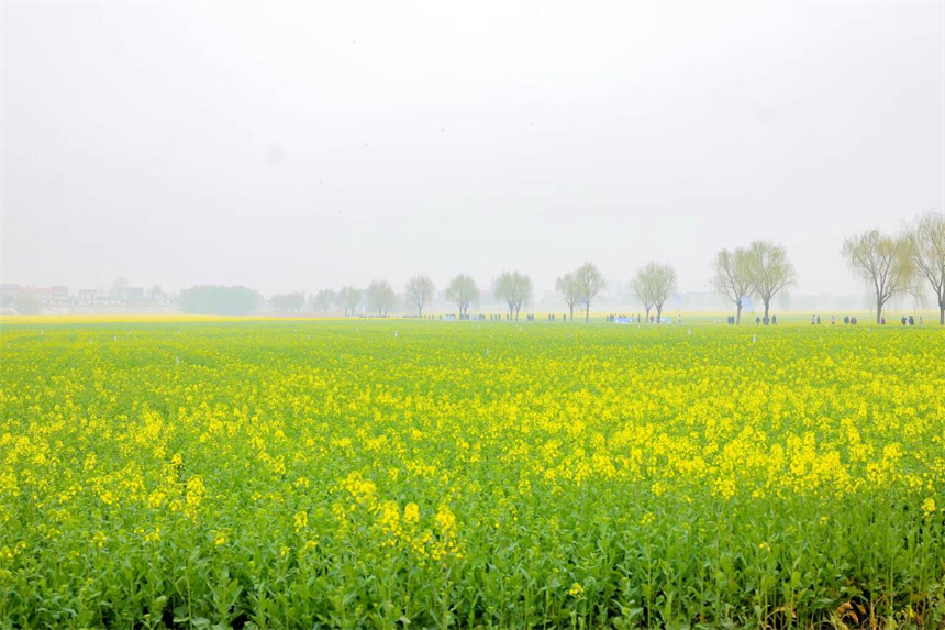隨著油菜花的盛開，彭澤縣鄉村旅游逐漸升溫。王華攝