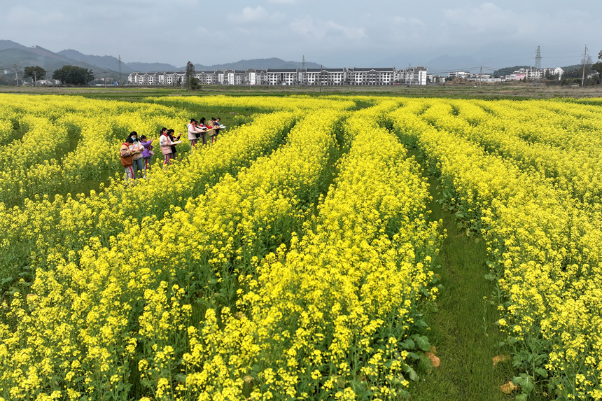 孩子们在校园附近的油菜花海写生，用多彩画笔描绘家乡迷人春光。何贱来摄