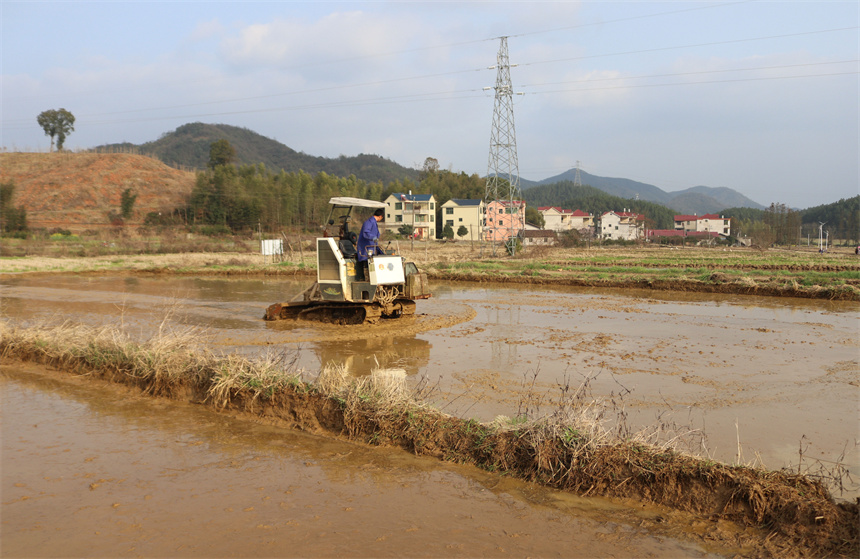 村民正抢抓晴好天气，积极开展早稻田翻耕工作。