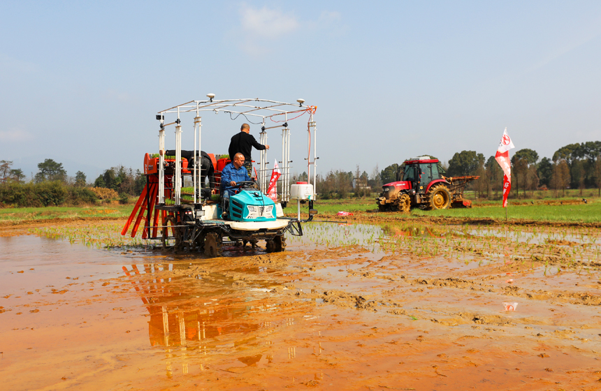 3月19日，农民正驾驶着自动抛秧机在进行试抛秧作业。邱志超摄