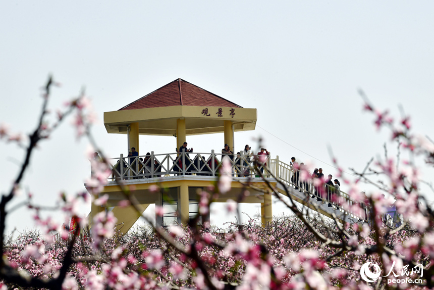桃花盛開，游客們在觀景台上登高賞花。 人民網記者 時雨攝