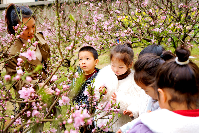 上高縣錦江鎮中心幼兒園的孩子們在觀賞桃花。陳旗海攝