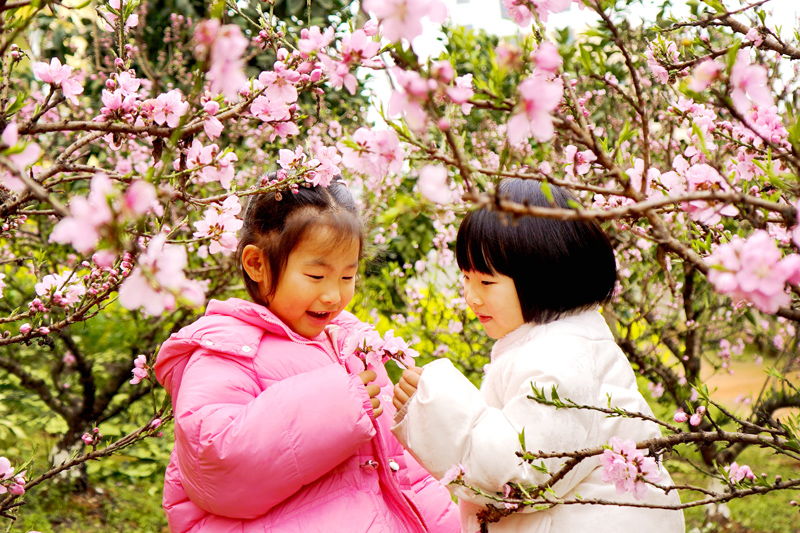 上高縣錦江鎮中心幼兒園的孩子們在觀賞桃花。陳旗海攝