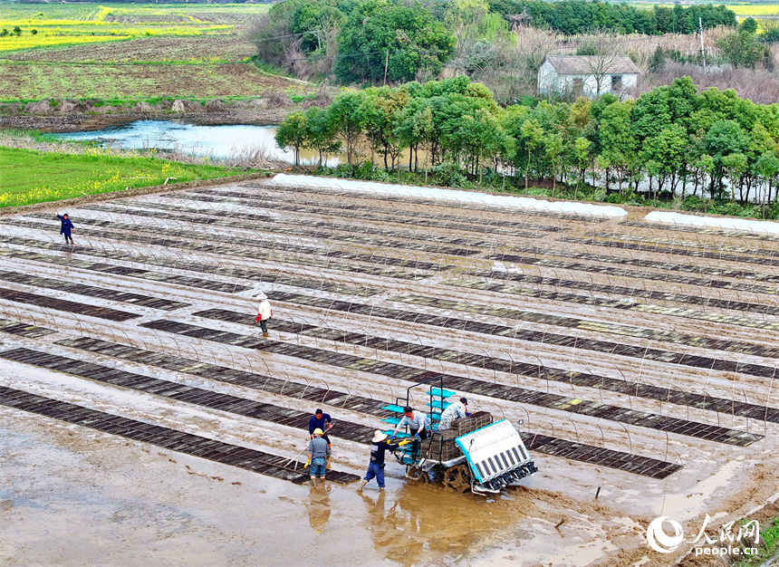 村民操作新型農機在田間忙著育秧，田間地頭一派忙碌景象。人民網 朱海鵬攝