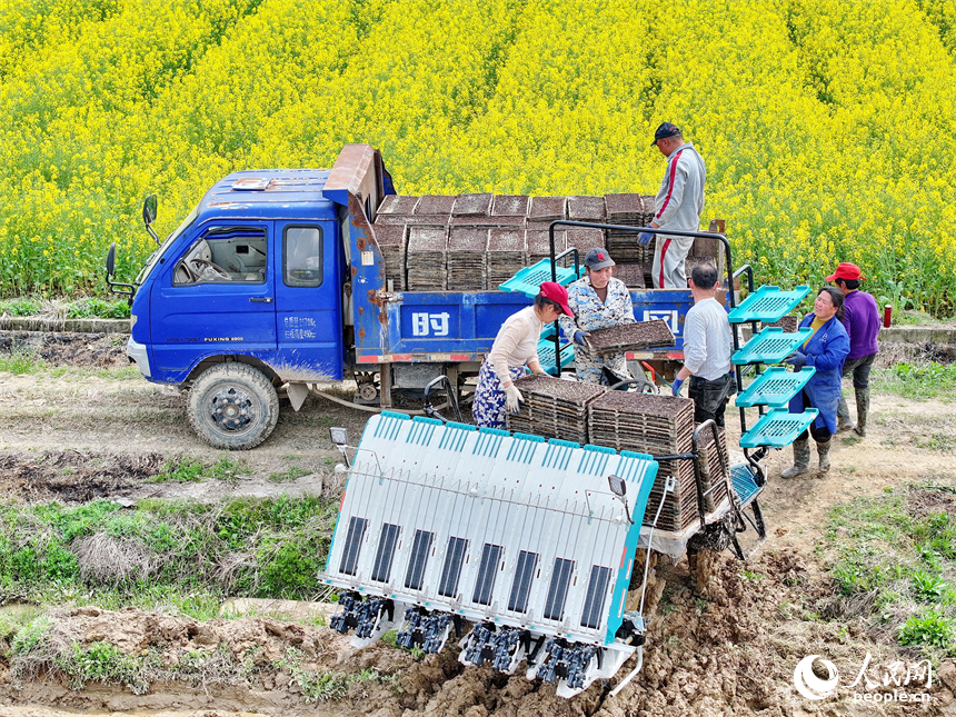 村民操作新型農機在田間忙著育秧，田間地頭一派忙碌景象。人民網 朱海鵬攝