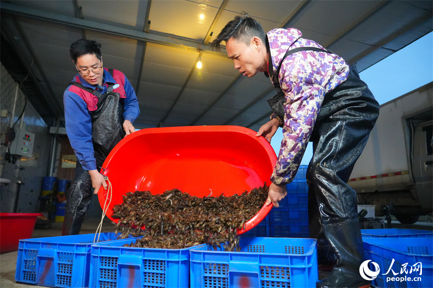 蝦農正在對捕獲的小龍蝦進行分裝。人民網 孔文進攝