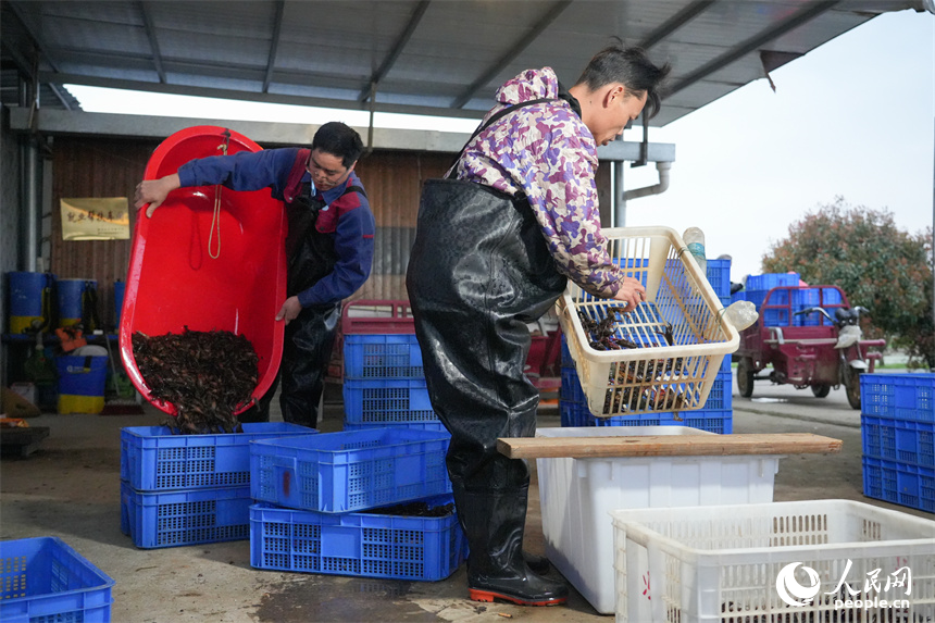 蝦農正在對捕獲的小龍蝦進行分裝。人民網 孔文進攝