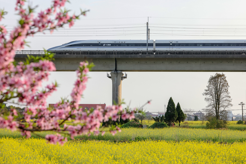 穿行的高鐵與桃花、油菜花相映成景，繪就出一幅春日畫卷。車馳攝