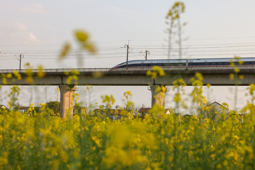 金黃色的油菜花，穿行而過的高鐵，成為春日裡亮麗的風景線。車馳攝