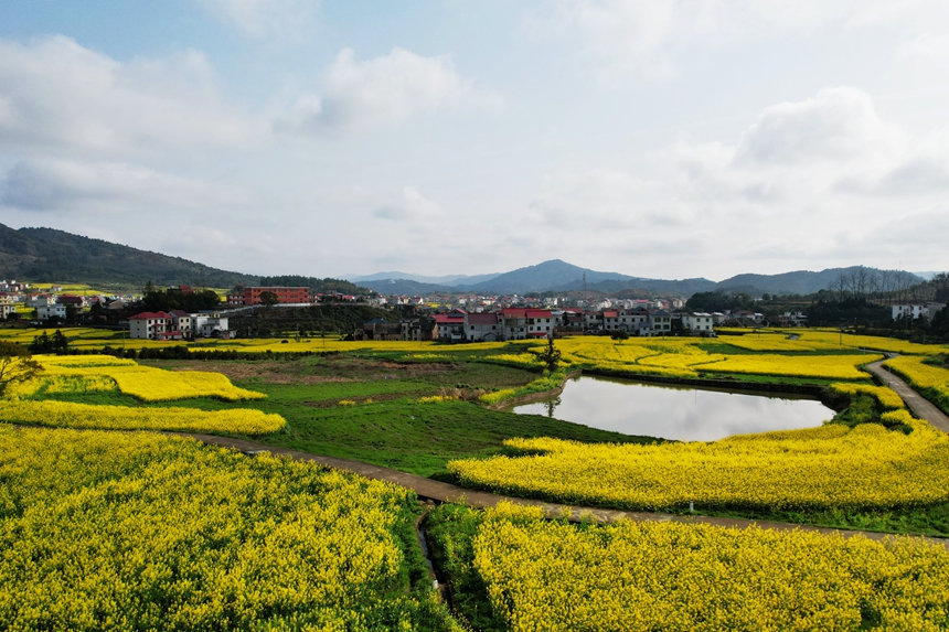 航拍江西省莲花县南岭乡油菜花竞相怒放，金灿灿的花海绵延不断。贺治斌摄