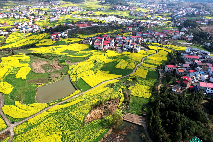 航拍江西省莲花县南岭乡油菜花竞相怒放，金灿灿的花海绵延不断。贺治斌摄